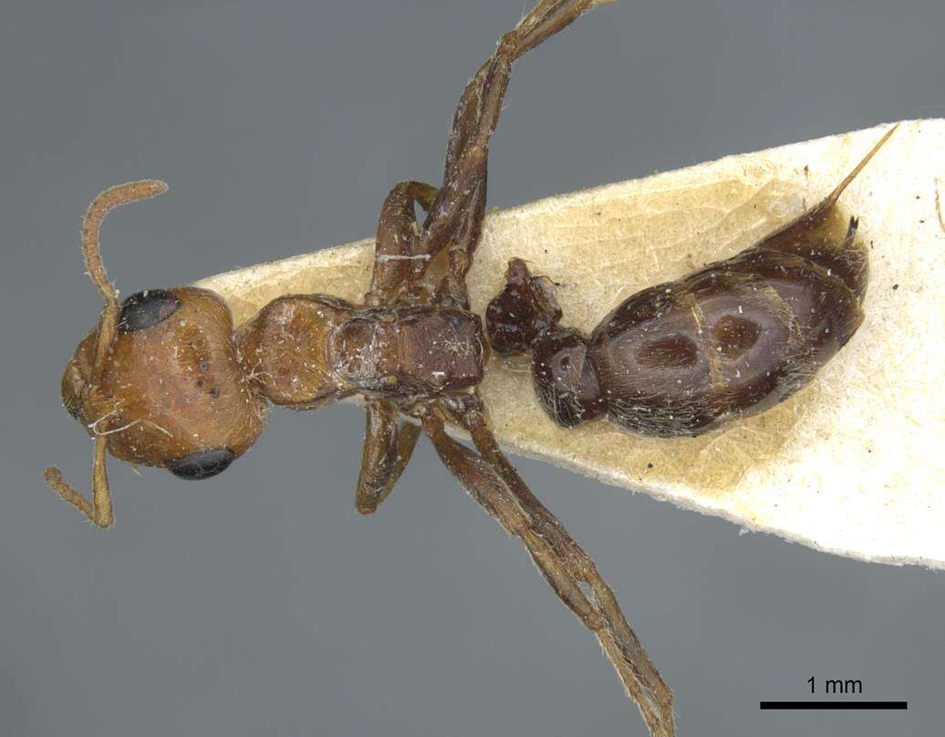 Image of Pseudomyrmex kuenckeli (Emery 1890)