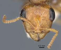 Pseudomyrmex kuenckeli (Emery 1890) resmi