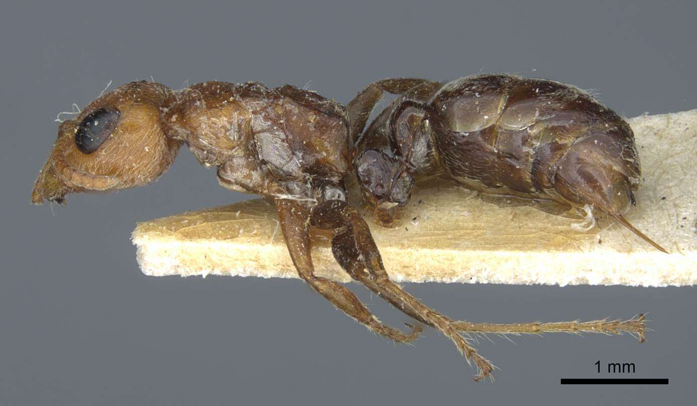 Pseudomyrmex kuenckeli (Emery 1890) resmi