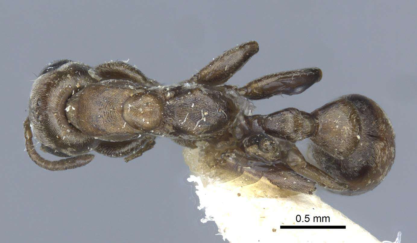 Plancia ëd Pseudomyrmex nigrocinctus (Emery 1890)