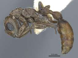 Plancia ëd Pseudomyrmex nigrocinctus (Emery 1890)