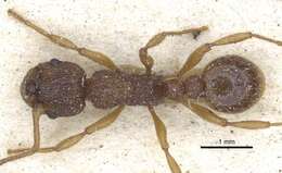 Image of Myrmica lonae