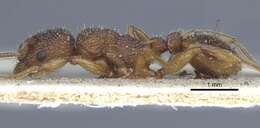 Image of Myrmica lonae