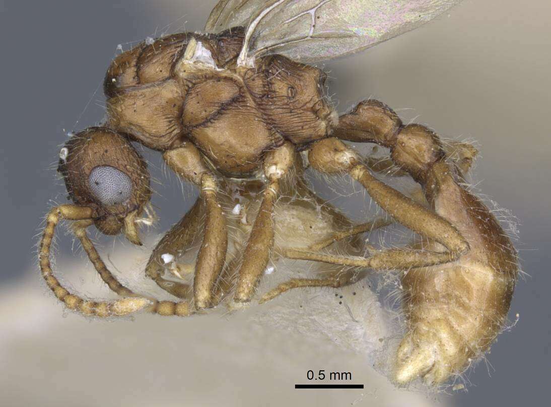 Imagem de Myrmica hellenica Finzi 1926