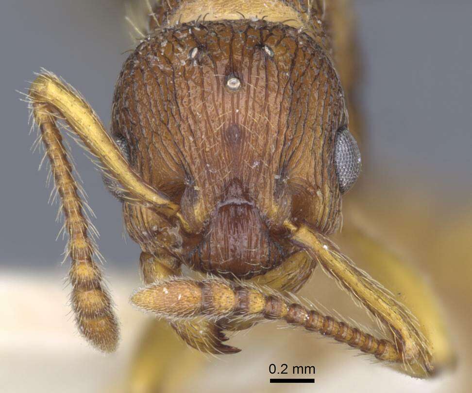 Imagem de Myrmica hellenica Finzi 1926