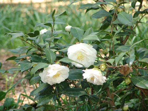 Image of camellia