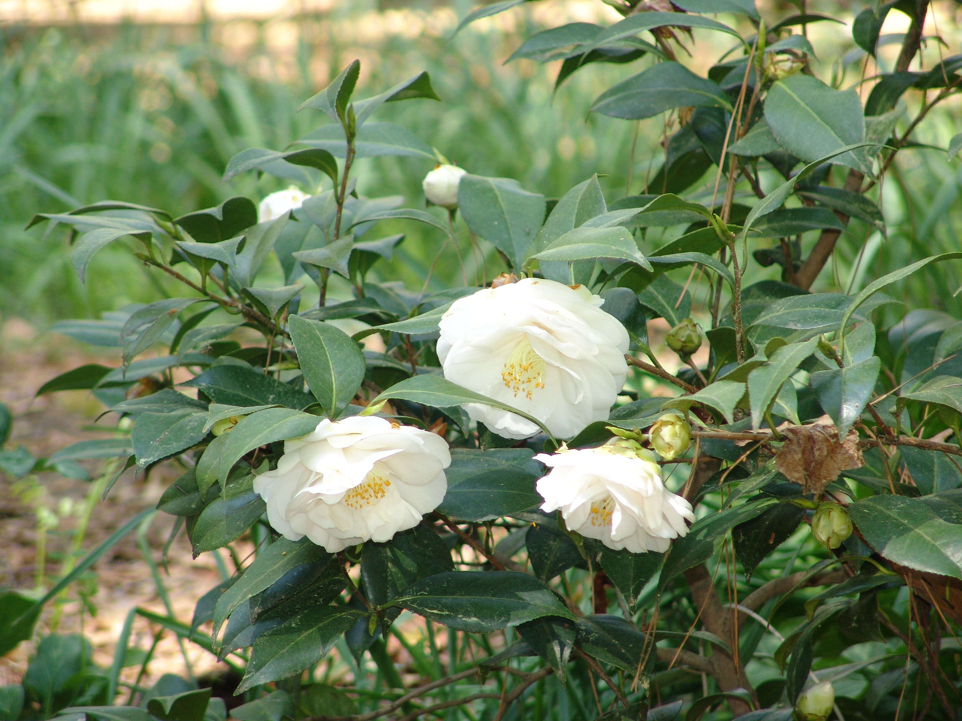 Слика од Camellia japonica L.