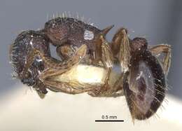 Image of Myrmica forcipata Karavaiev 1931