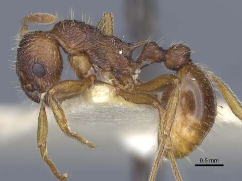 Image of Myrmica