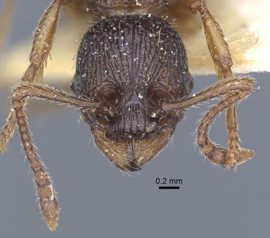 Image of Myrmica schencki Viereck 1903