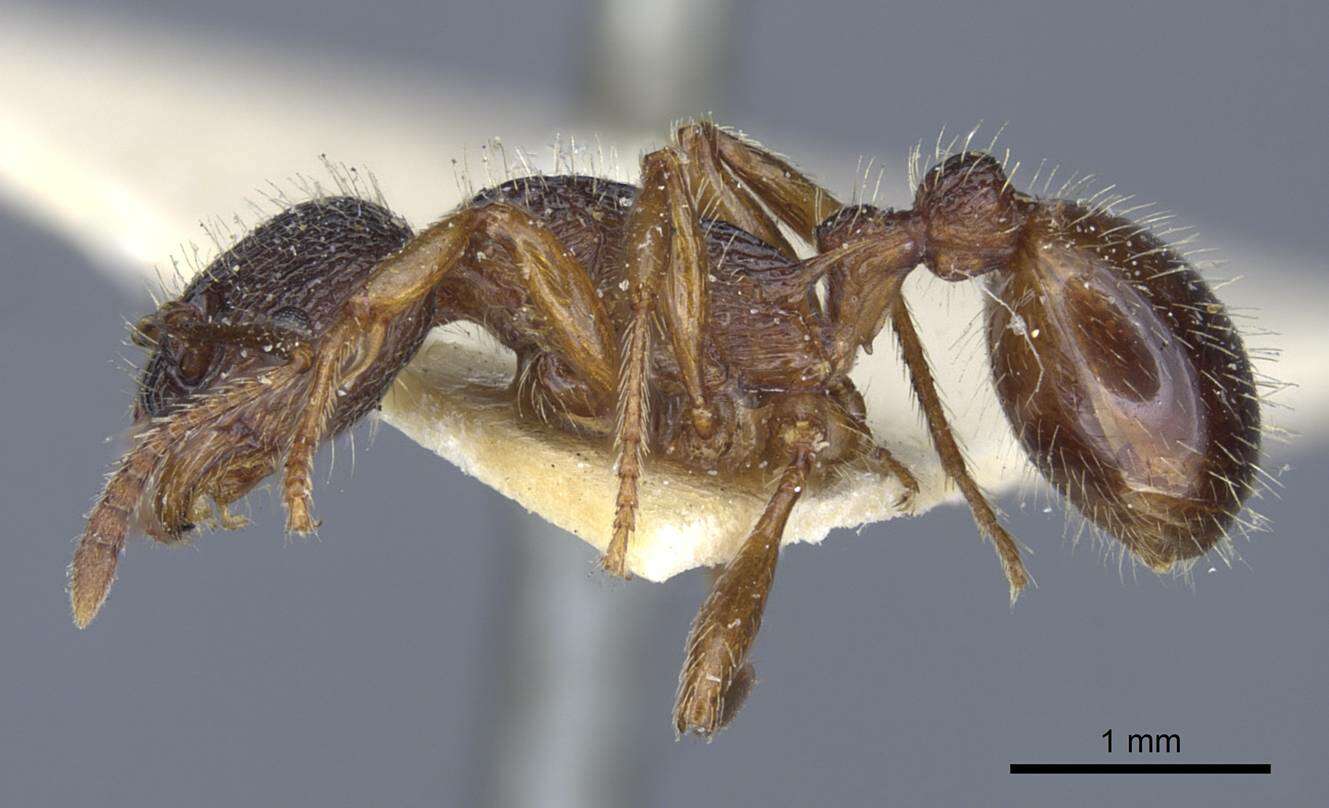 Image of Myrmica schencki Viereck 1903