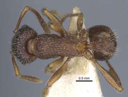 Image of Myrmica caucasicola Arnol'di 1934