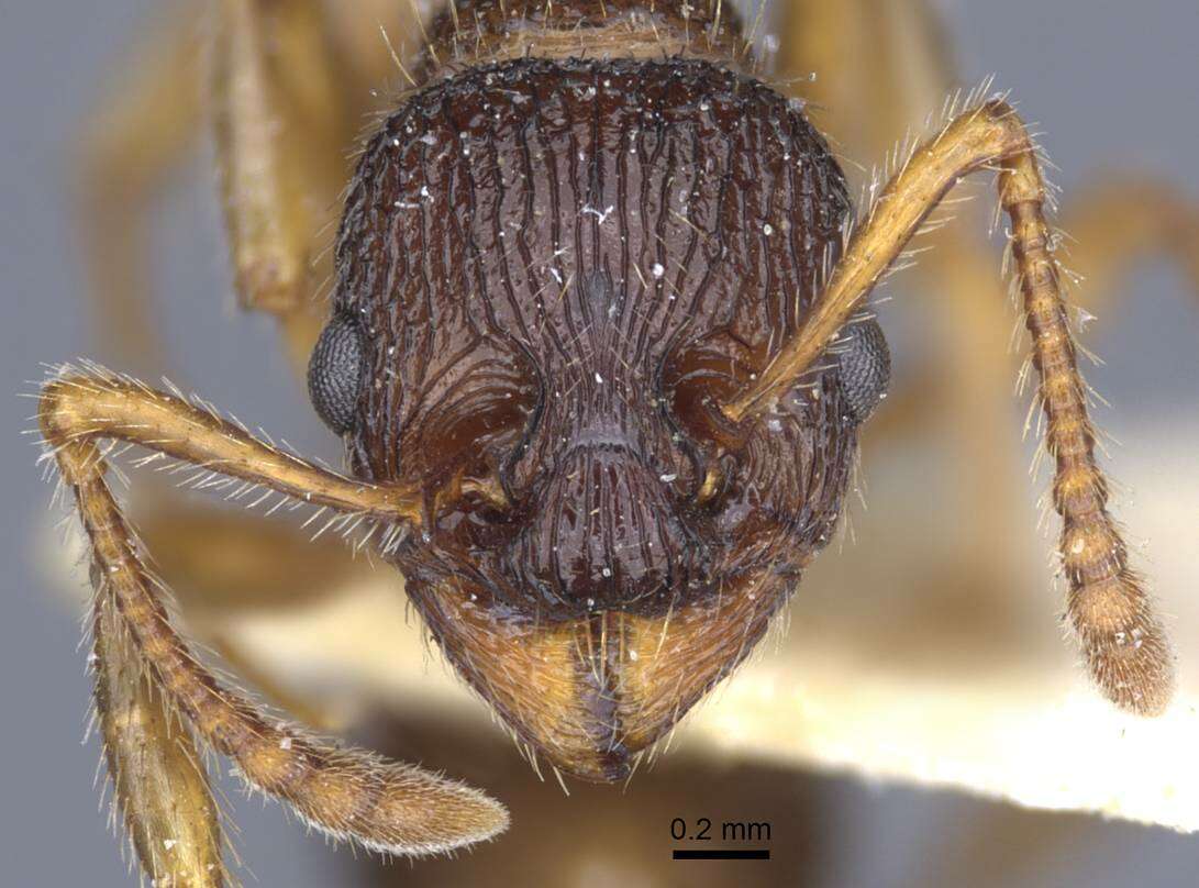 Image of Myrmica caucasicola Arnol'di 1934