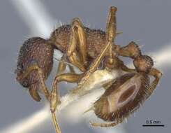 Image of Myrmica caucasicola Arnol'di 1934