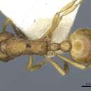 Imagem de Myrmica ferganensis Finzi 1926