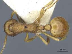 Image de Myrmica ferganensis Finzi 1926