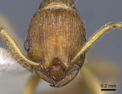 Image de Myrmica ferganensis Finzi 1926