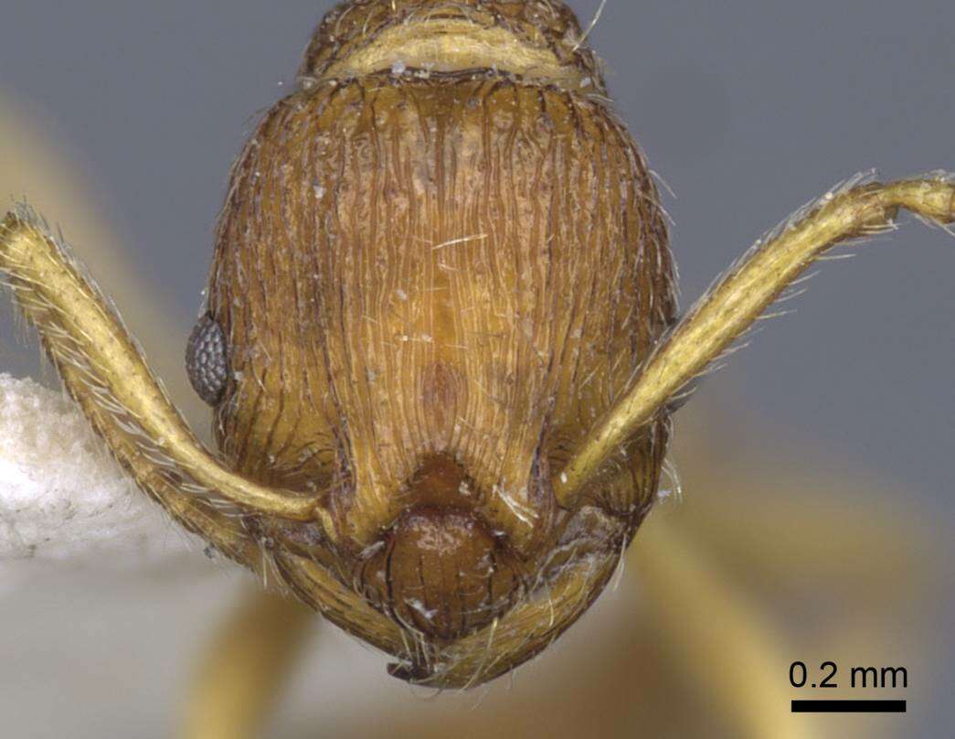 Image de Myrmica ferganensis Finzi 1926