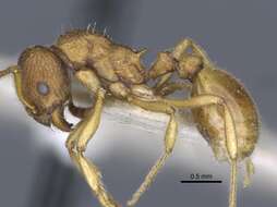 Image de Myrmica ferganensis Finzi 1926