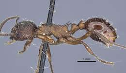 Myrmica kozlovi Ruzsky 1915的圖片