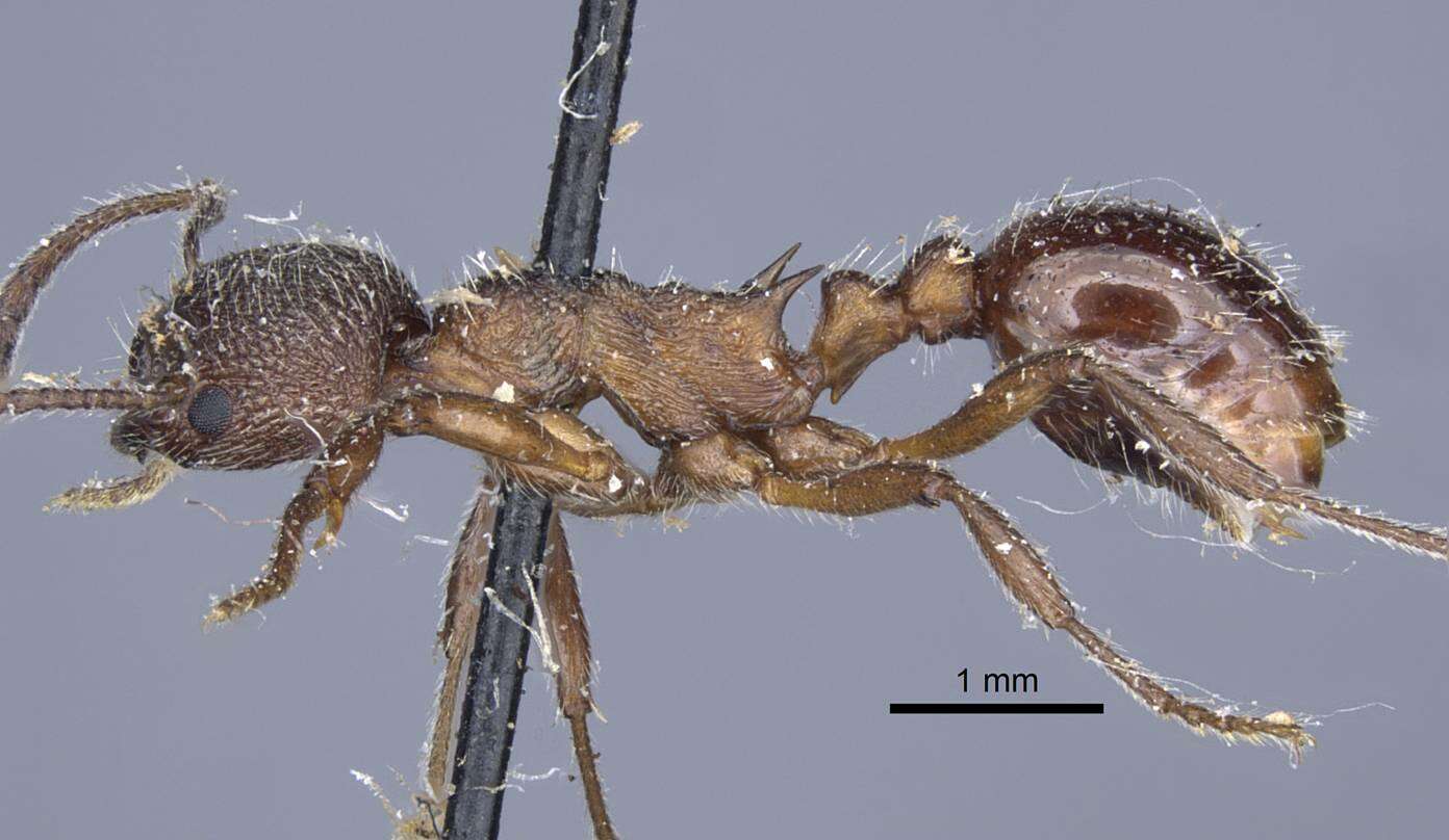 Myrmica kozlovi Ruzsky 1915的圖片