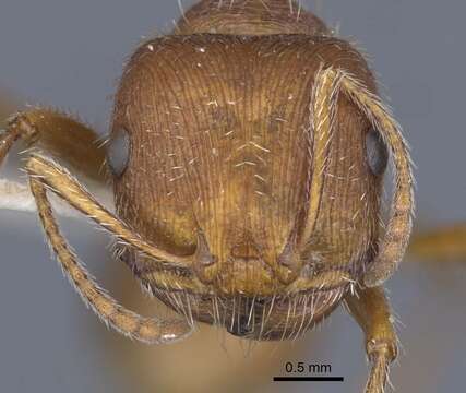 Image of Pogonomyrmex comanche Wheeler 1902