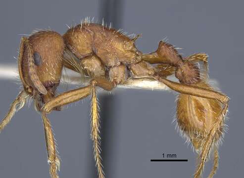 Image of Pogonomyrmex comanche Wheeler 1902