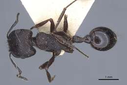 Image of Pogonomyrmex brevibarbis Emery 1906