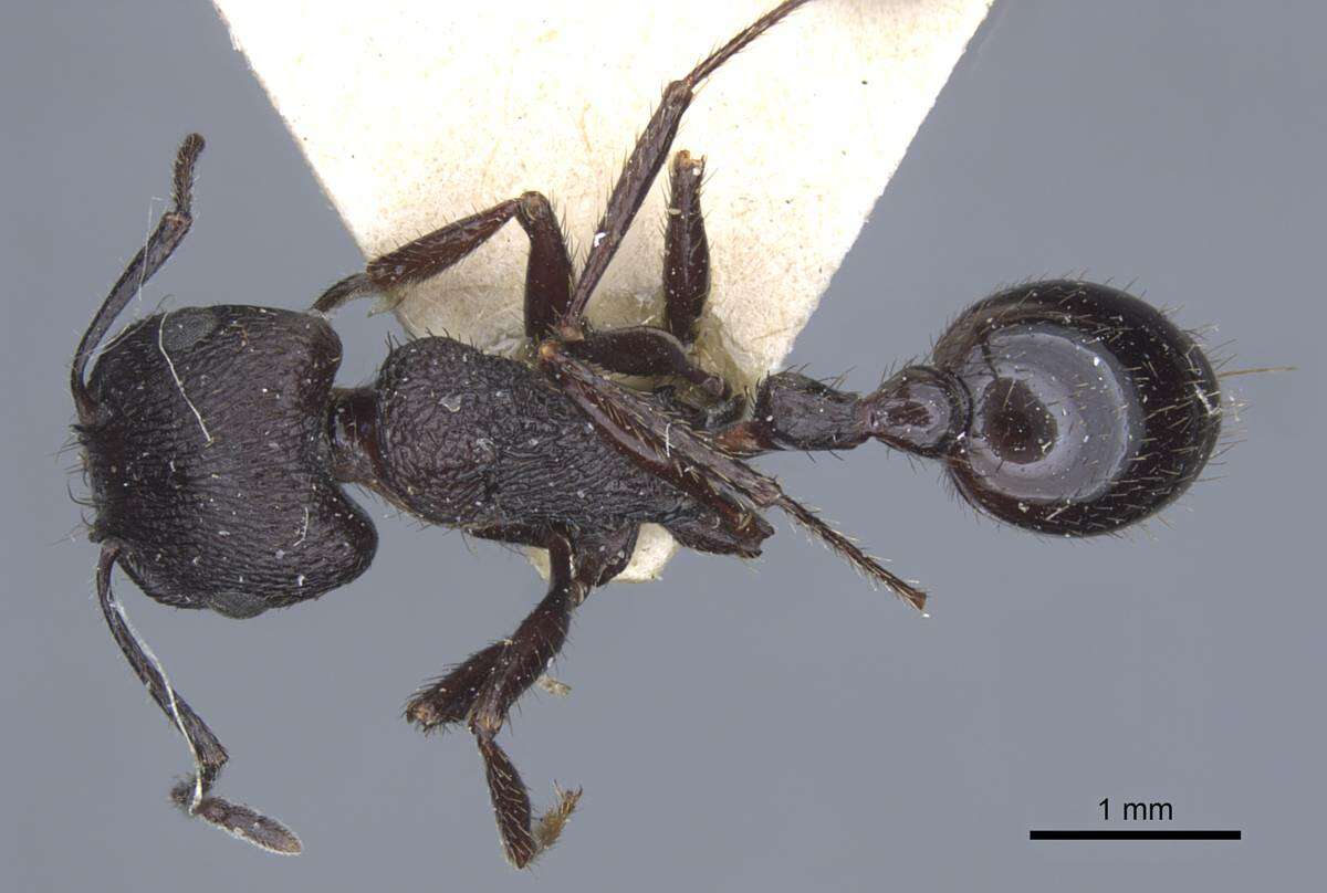 Image of Pogonomyrmex brevibarbis Emery 1906