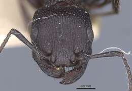 Image of Pogonomyrmex brevibarbis Emery 1906