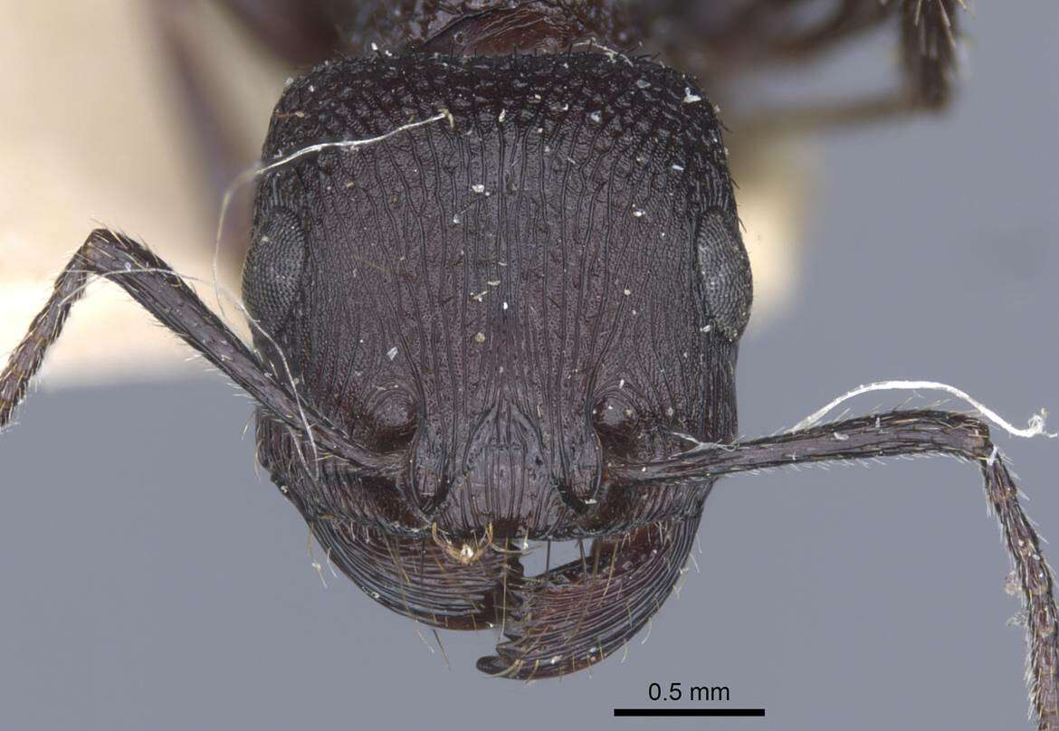 Image of Pogonomyrmex brevibarbis Emery 1906