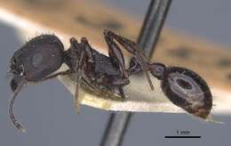 Image of Pogonomyrmex brevibarbis Emery 1906