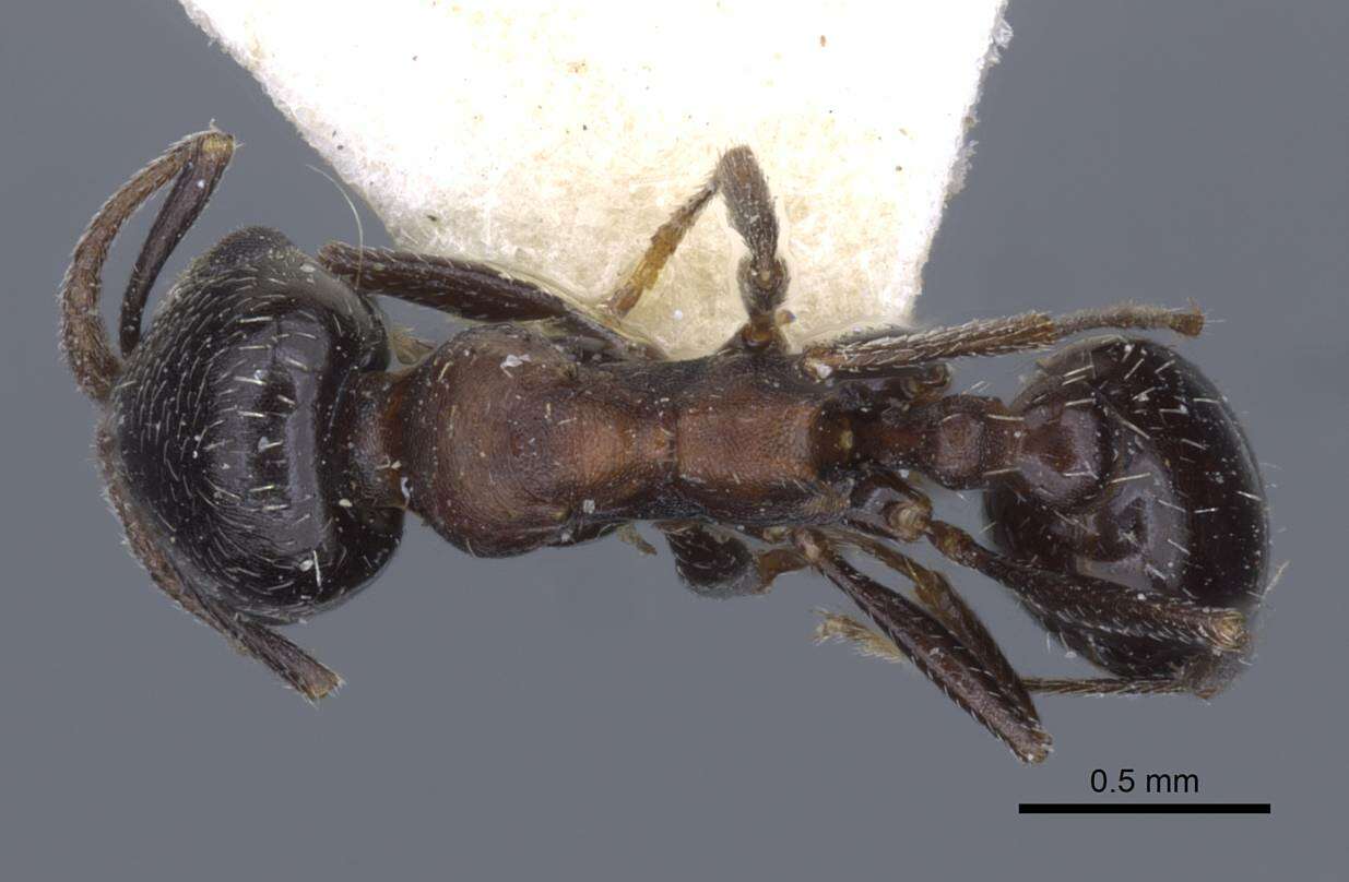 Image of Oxyopomyrmex