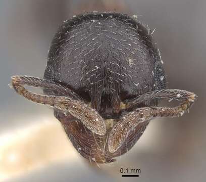 Image de Oxyopomyrmex