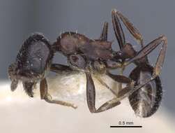 Image of Oxyopomyrmex