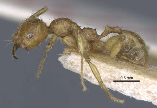 Image of <i>Pheidole antillana</i>