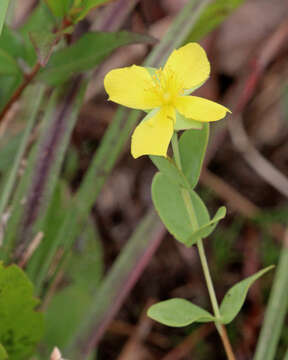 Image of fourpetal St. Johnswort