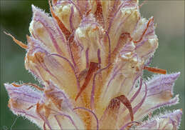 Image of clover broomrape