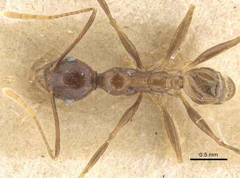 Pheidole ambonensis Karavaiev 1930 resmi