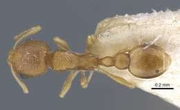 Image of Tramp Ants