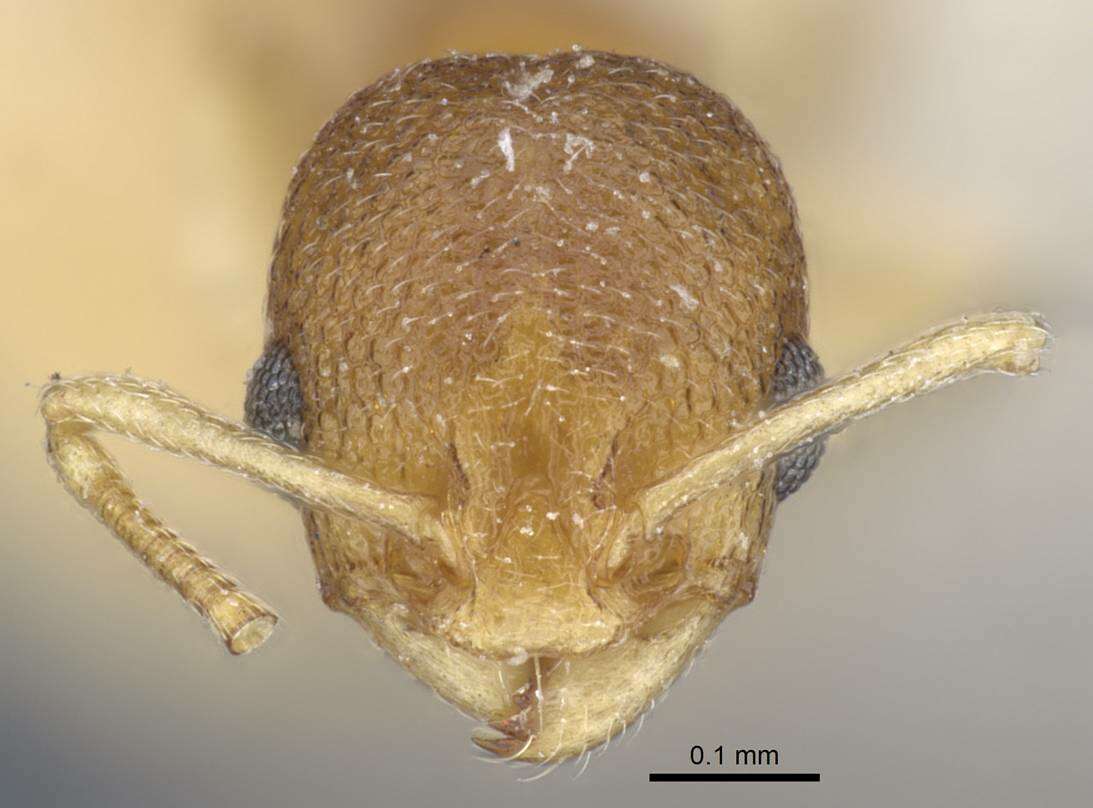 Image of Tramp Ants