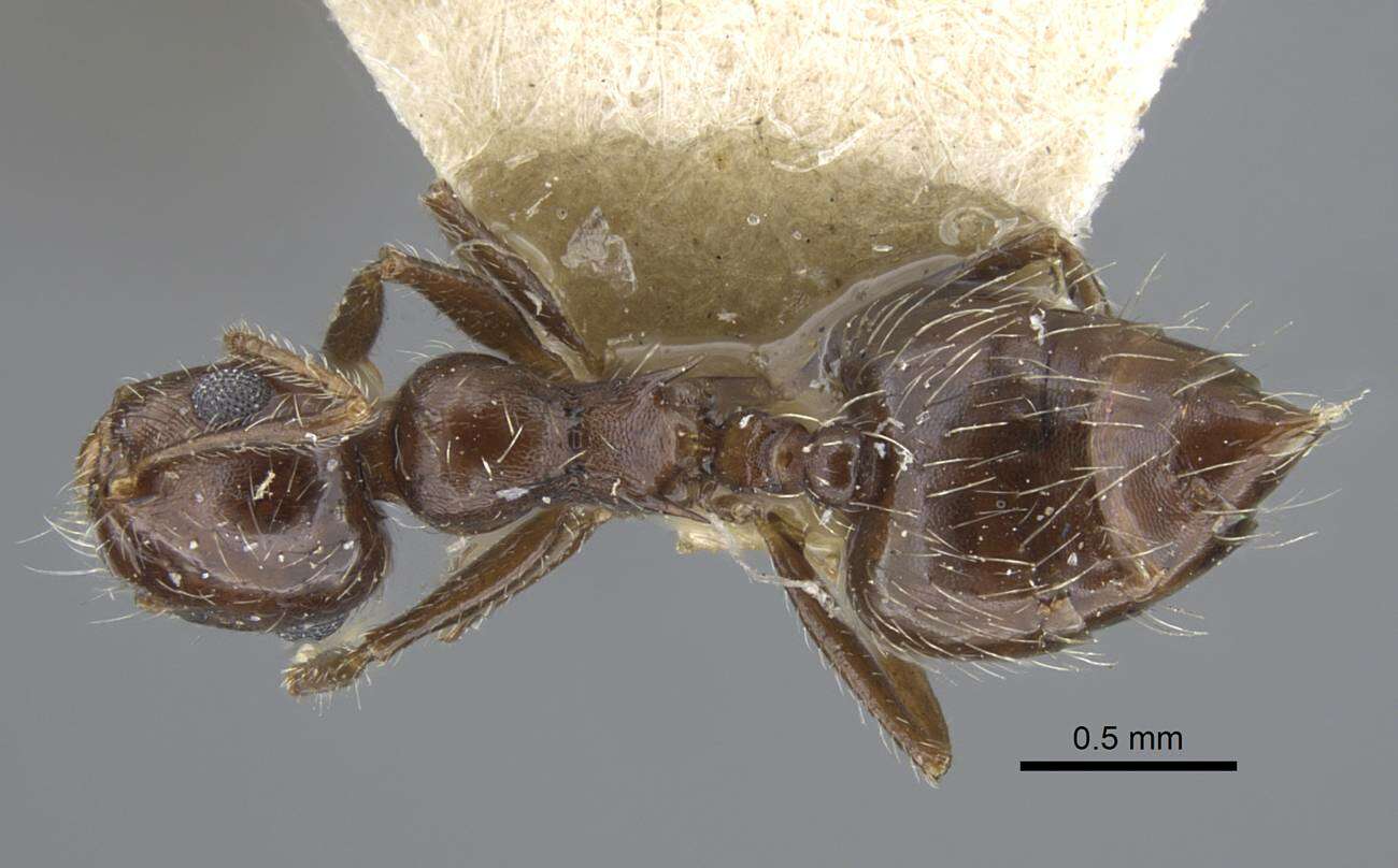 Image of Crematogaster dorsidens Santschi 1925