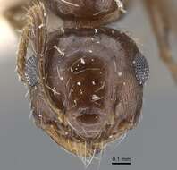 Image of Crematogaster dorsidens Santschi 1925