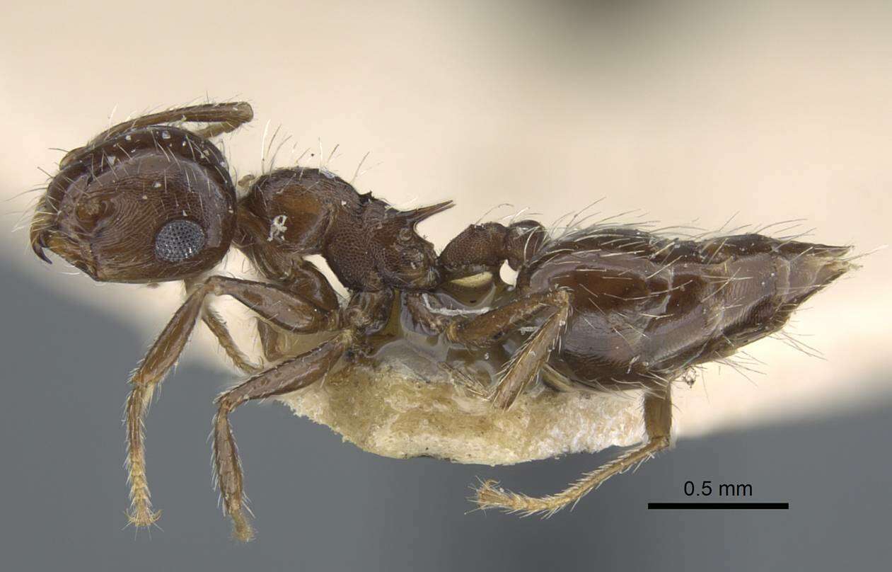 Image of Crematogaster dorsidens Santschi 1925