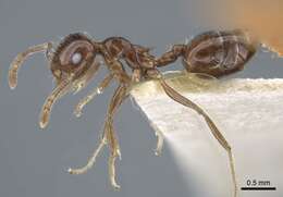 Crematogaster agniae Karavaiev 1935 resmi