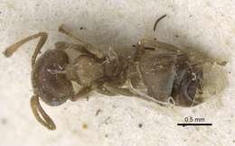 Crematogaster aloysiisabaudiae Menozzi 1930 resmi