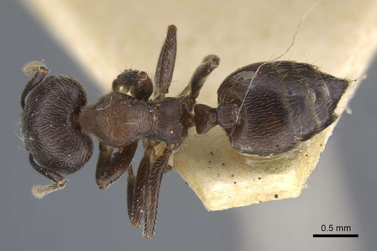 Image of Crematogaster jullieni Santschi 1910