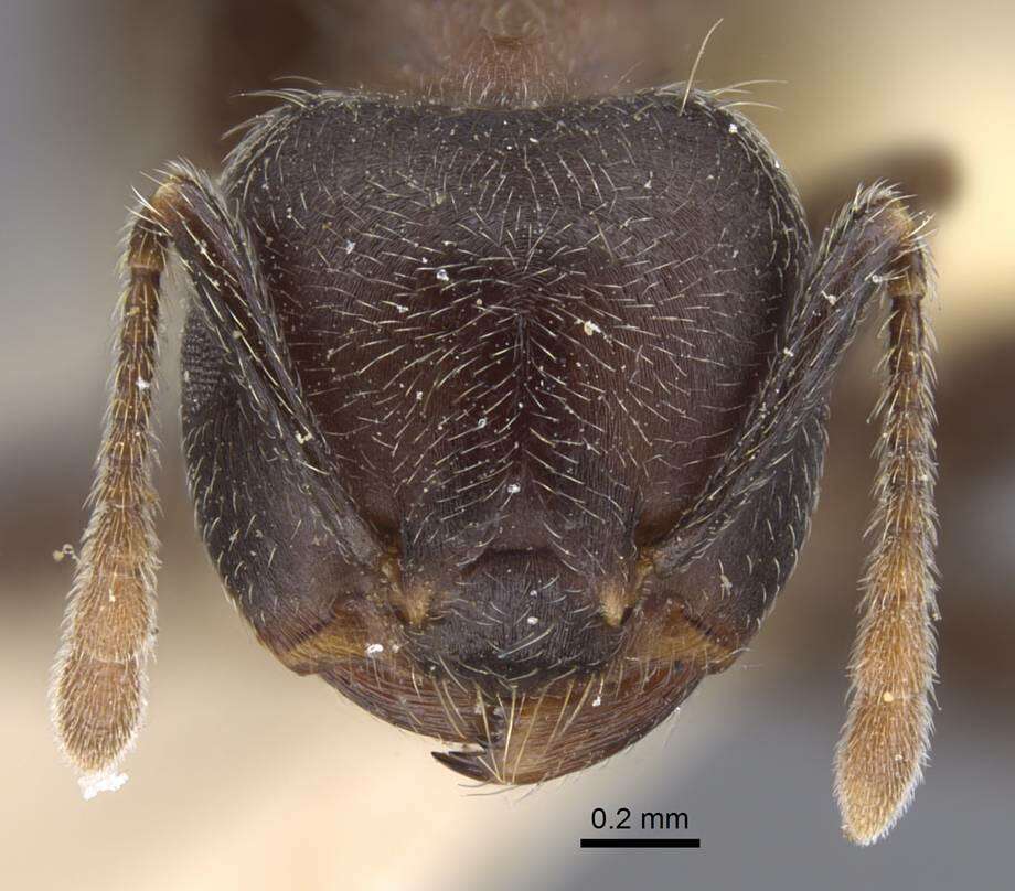 Crematogaster jullieni Santschi 1910 resmi