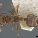 Image of Crematogaster dubia Karavaiev 1935