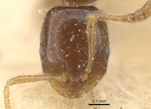 Image de Monomorium chinense Santschi 1925